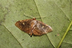 Idaea scintillularia