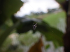 Argyrodes argentatus