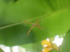 Argiope