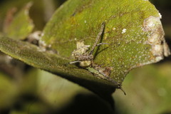 Miagrammopes mexicanus