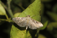 Cryptobotys zoilusalis