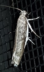 Xylorycta melaleucae