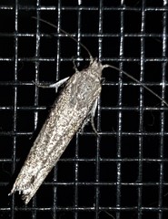 Xylorycta melaleucae