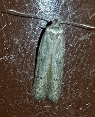 Xylorycta melaleucae