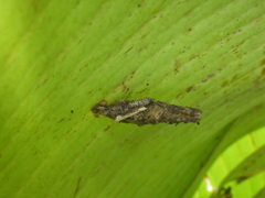 Lepidoptera