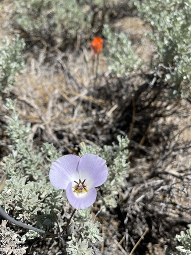 Shy Mariposa Lily (Calochortus invenustus)