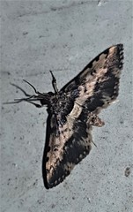 Nacoleia amphicedalis