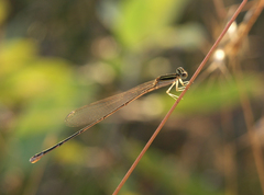 Aciagrion borneense