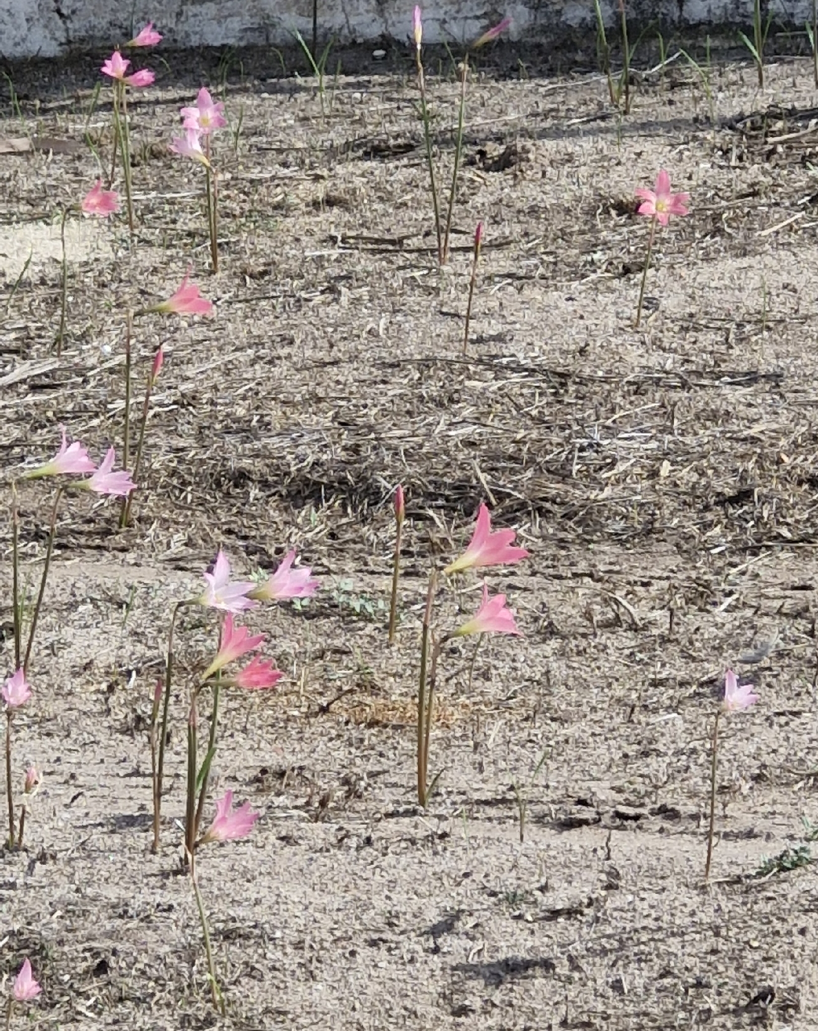 Zephyranthes cearensis