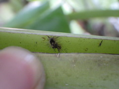 Insecta