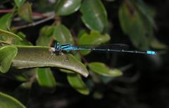 Pseudagrion australasiae