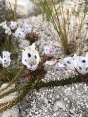 Roella maculata