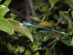 Pseudagrion australasiae