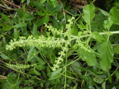 Basilicum polystachyon