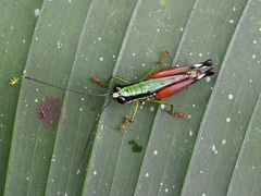 Nadiacris nitidula