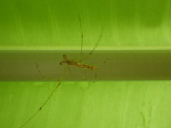 Tetragnatha hasselti