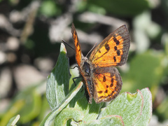 Chrysoritis zonarius zonarius