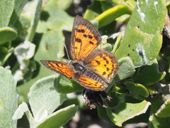 Chrysoritis zonarius zonarius
