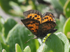 Chrysoritis zonarius zonarius