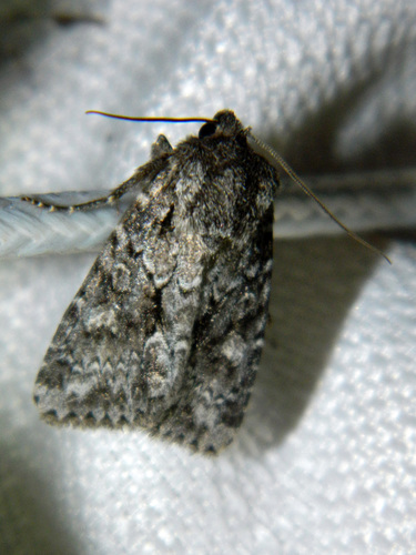 Private Sallow