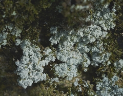 Stereocaulon saxatile