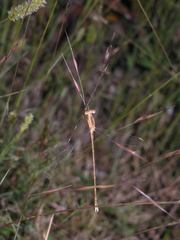 Lestes concinnus