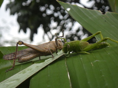 Valanga