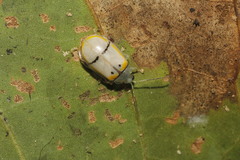 Walterianella tenuicincta