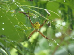 Argiope appensa