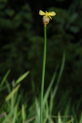 Xyris torta, photograph (c) Brian Finzel, some rights reserved (CC BY-SA)
