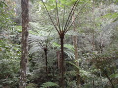 Alsophila borneensis