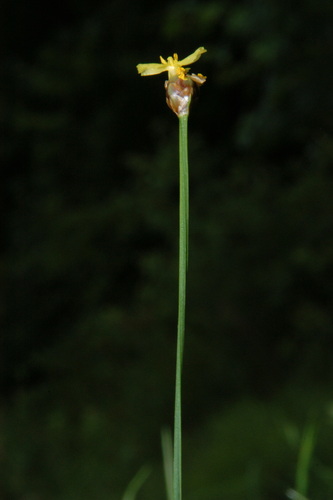 Xyris torta, photograph 4