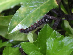 Lepidoptera