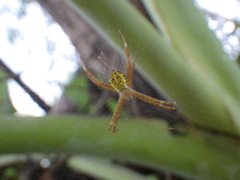 Argiope