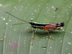 Nadiacris nitidula