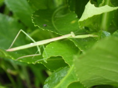 Tenodera