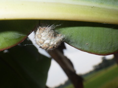 Lepidoptera