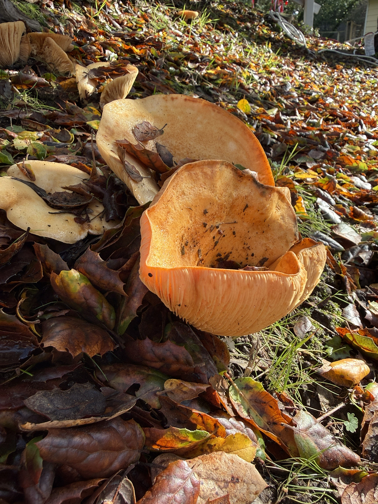 Lactarius alnicola · December 2025 · photo: © theabobea (iNaturalist, cc0)