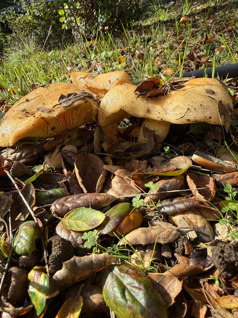 Lactarius alnicola · December 2025 · photo: © theabobea (iNaturalist, cc0)