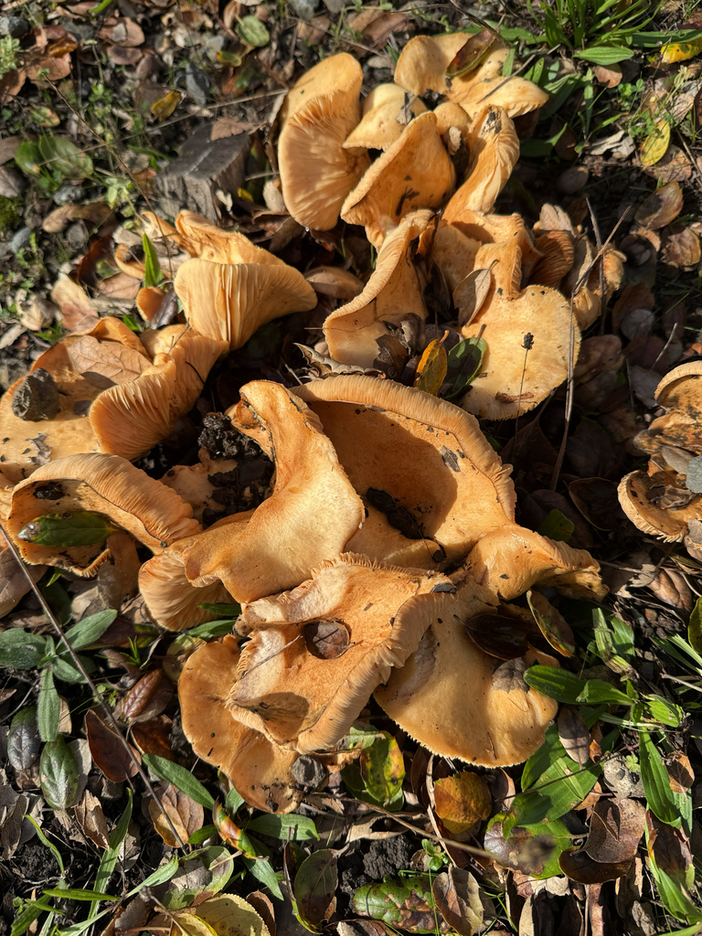Lactarius alnicola · December 2025 · photo: © theabobea (iNaturalist, cc0)