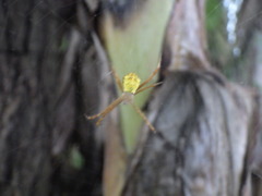 Argiope