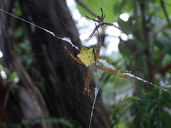 Argiope appensa