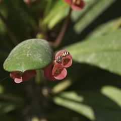 Apis florea