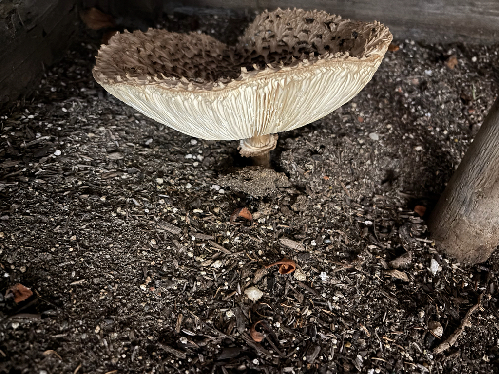 Chlorophyllum brunneum · December 2025 · photo: © laiet17 (iNaturalist, CC)