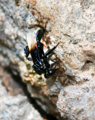 Tetragonilla collina