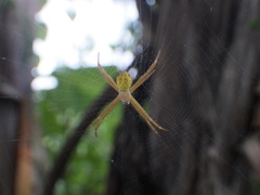 Argiope