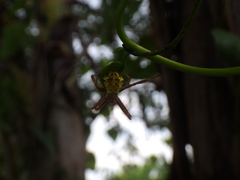 Argiope