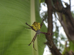 Argiope