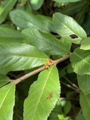 Anastrabe integerrima