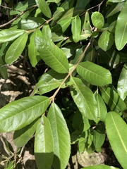 Anastrabe integerrima